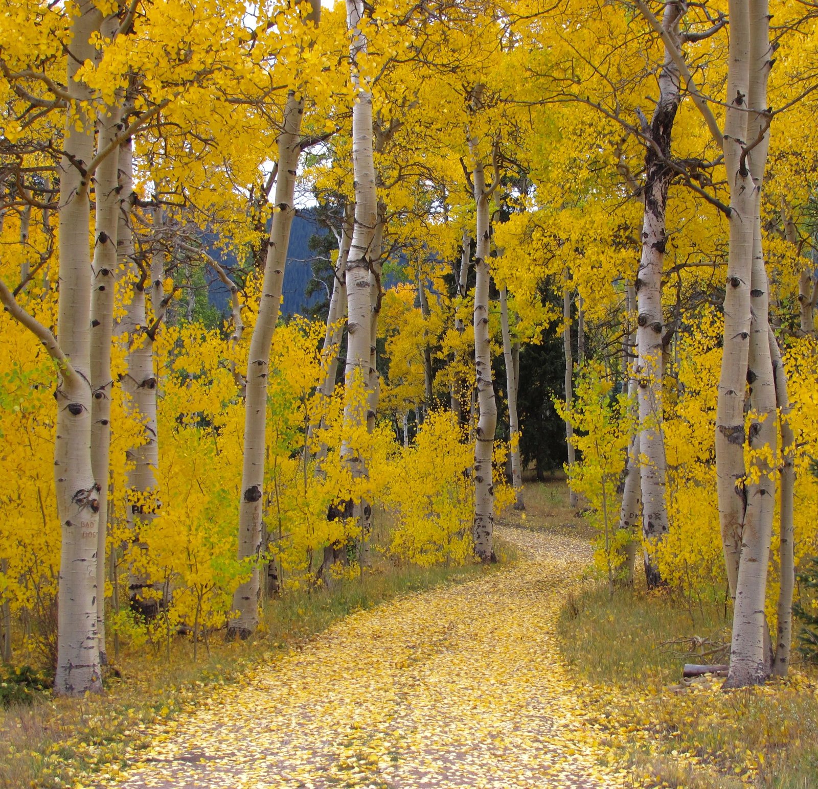 A path through a golden aspen forest near Flagstaff