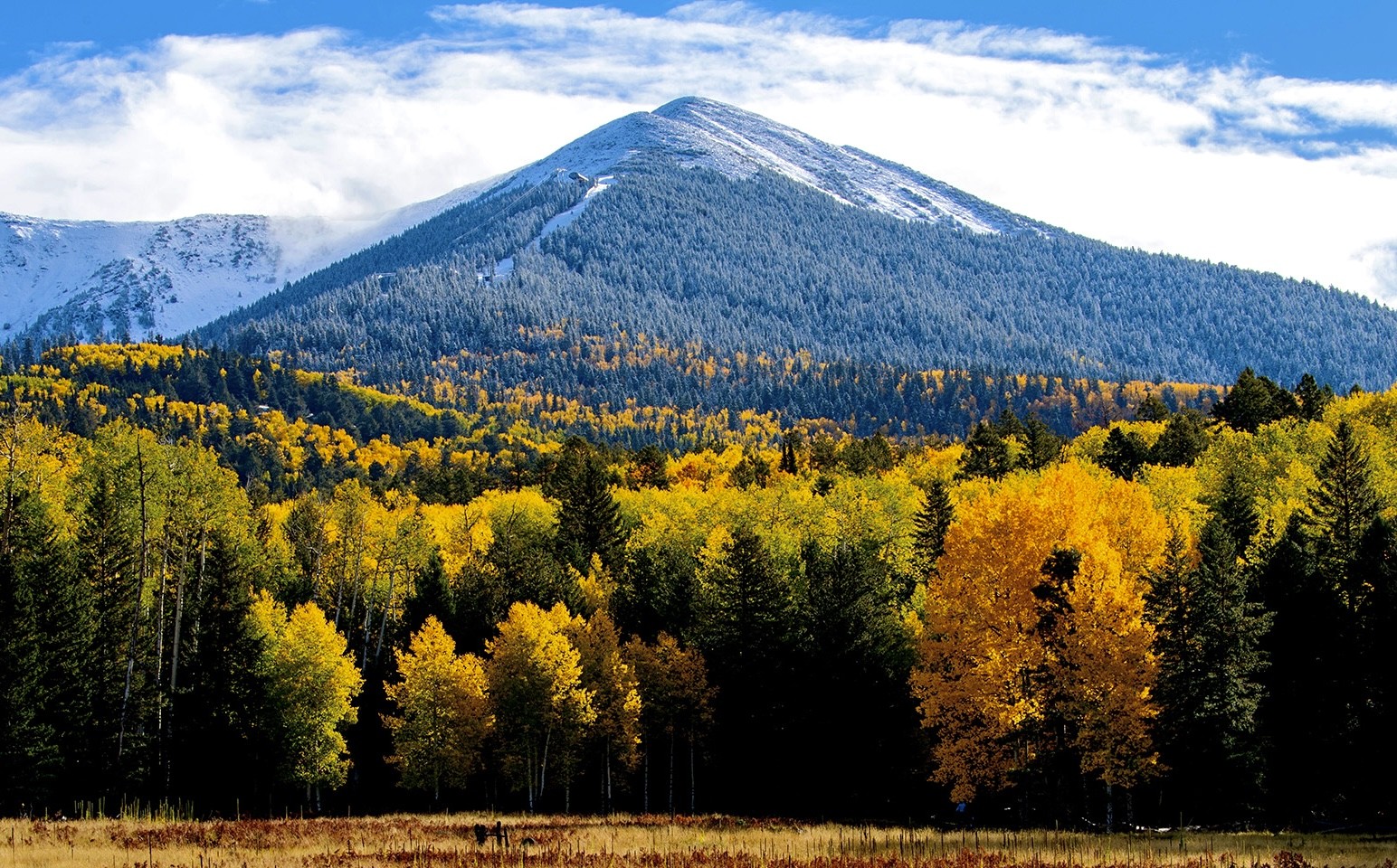 Snow-capped San Francisco Peaks above a golden aspen forest