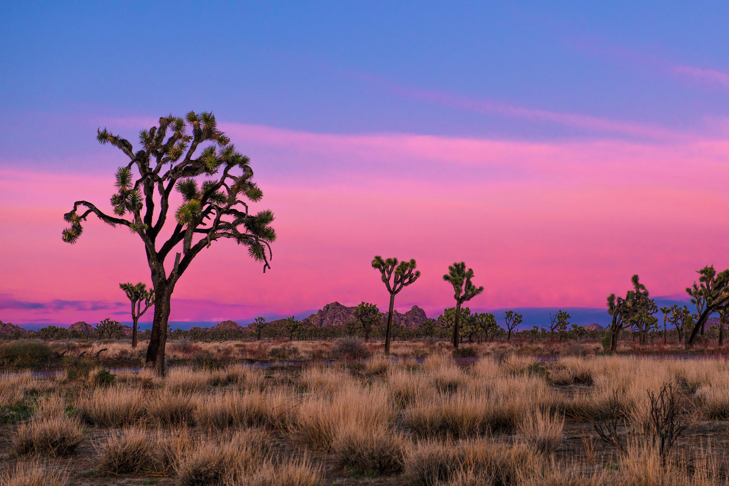 A Joshua tree silhouetted against a pink sunset sky